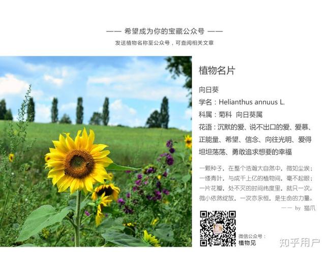 關(guān)于向日葵的昵稱一定要好聽、好看